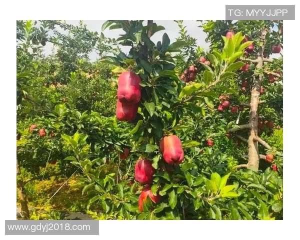 果园的四季变化与果树栽培技术的创新探索与实践 果园的四季变化与果树栽培技术的创新探索与实践